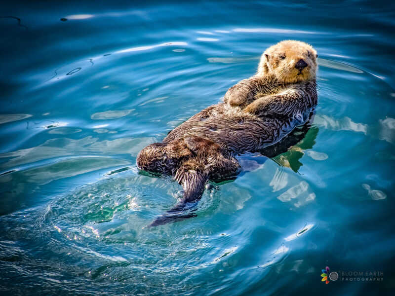 Sea Otter on Back, Morro Bay, CA