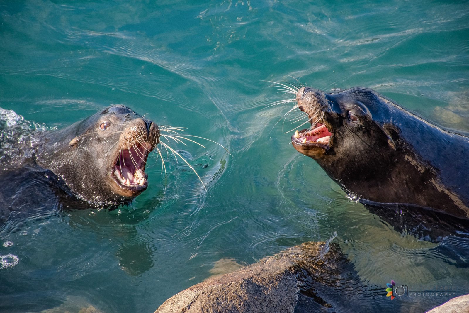 Fighting Sea Lions, Morro Bay California
