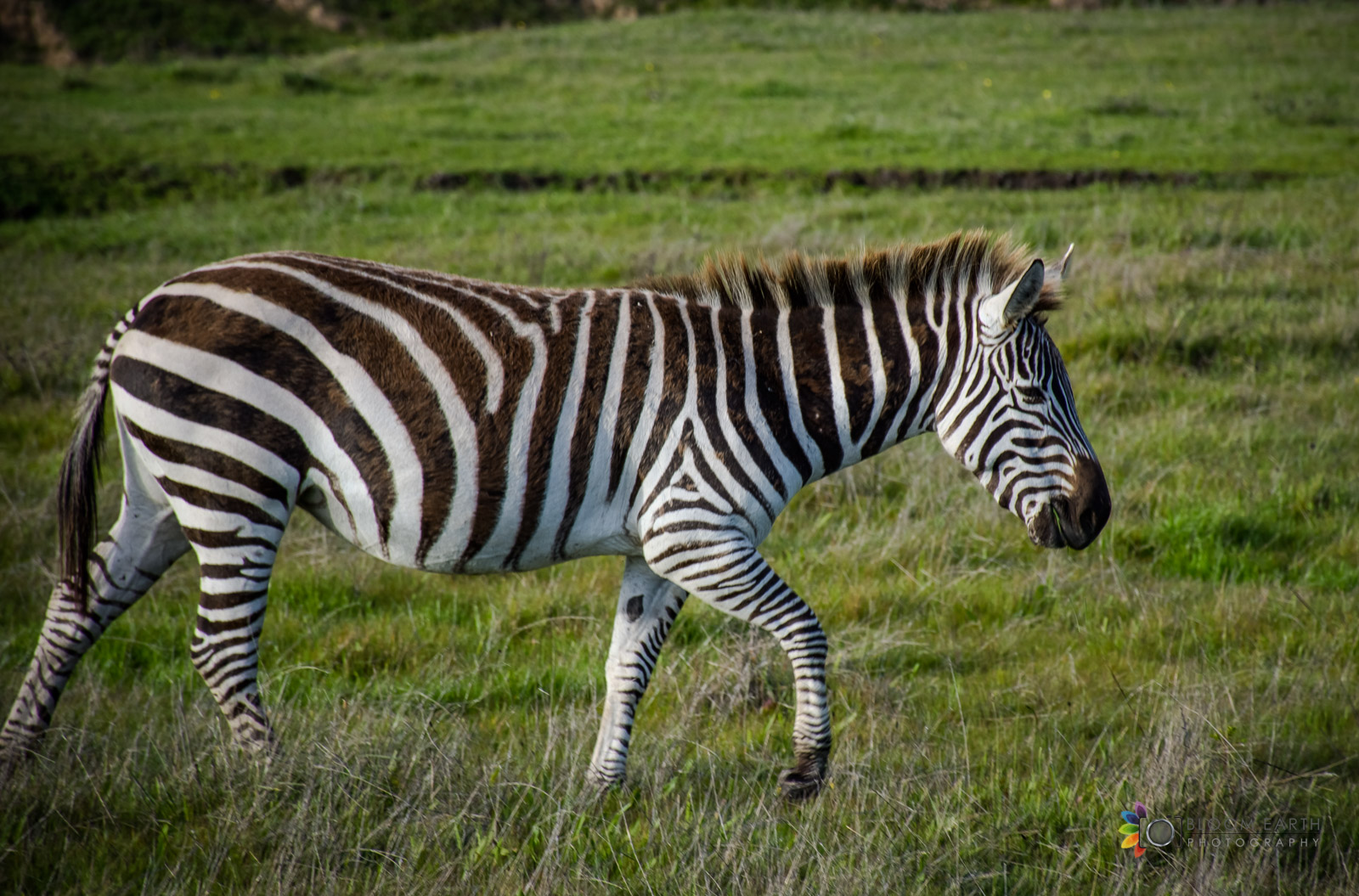 Zebra Photography